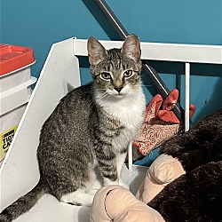 Photo of Piper
