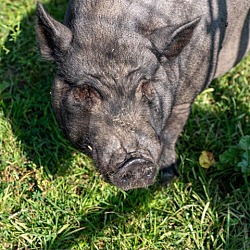 Photo of Mozzy