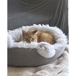 Photo of FRED