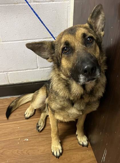 Baton Rouge, LA - German Shepherd Dog. Meet Canela a Pet for Adoption ...