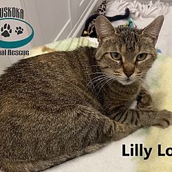 Thumbnail photo of Lilly Lou #4