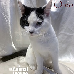 Thumbnail photo of Oreo #2