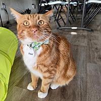adopt a pet