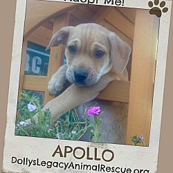 Thumbnail photo of APOLLO #1