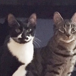 Thumbnail photo of SOLEIL&CIRQUE-Lap Kitties'17 #3