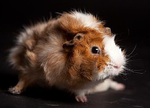 bugsy hamster
