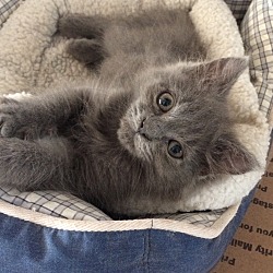 Photo of Russian mix LH gray kitten