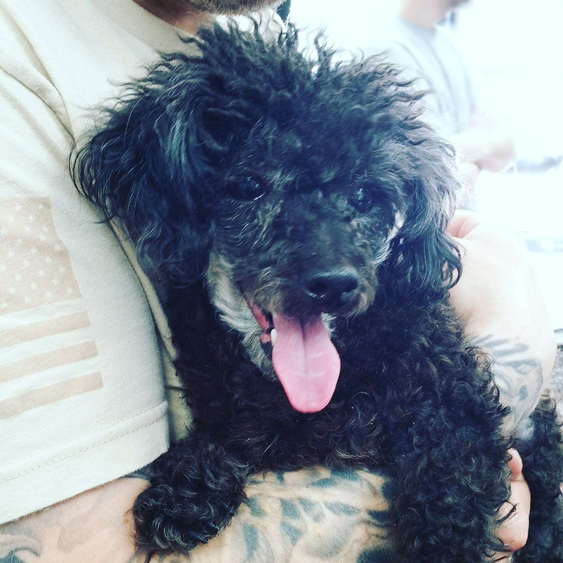 toy poodle sc