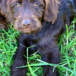Thumbnail photo of RUGBY(DROP DEAD GORGEOUS PUPPY #2