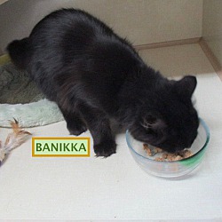 Photo of Banikka-adopted 11-23-18