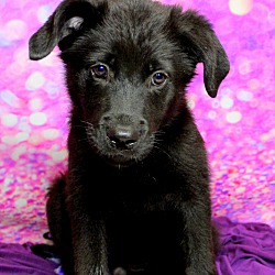 Thumbnail photo of KiKo~adopted! #1