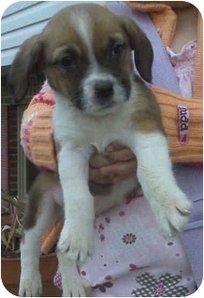 Proctorville Ohio Oh Shih Tzu Meet Brownie A Pet For Adoption Proctorville Ohio Oh Shih Tzu Meet