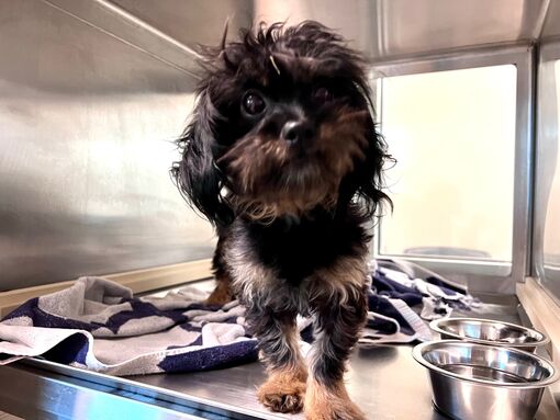 Used Pickup Trucks For Sale Wichita Falls Texas: Your Comprehensive Guide to Finding the Perfect Truck