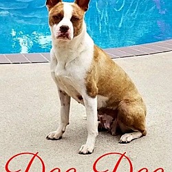 Photo of Dee Dee