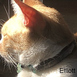 Photo of Elliott