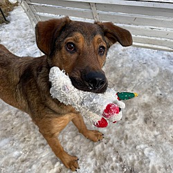 Thumbnail photo of Ruckus #2