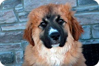 leonberger st bernard mix