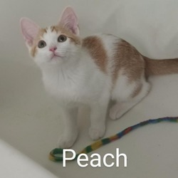 Thumbnail photo of Peach Llanos #1