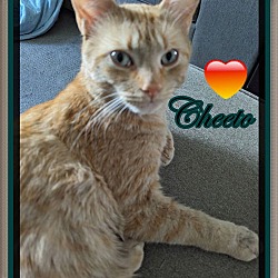 Thumbnail photo of CHEETO #3