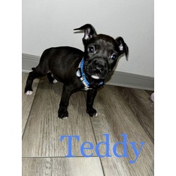 Thumbnail photo of Teddy #3