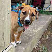 adopt a pet