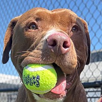 adopt a pet