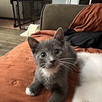 adopt a pet