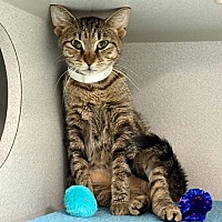 adopt a pet