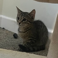 adopt-pet