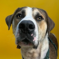 adopt a pet