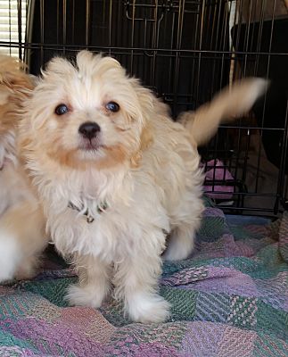 bridgeton adoptapet cockapoo poodle