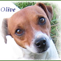 Thumbnail photo of Olive #2