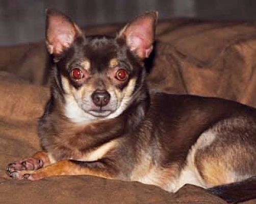 Orlando, FL Chihuahua. Meet Koko a Pet for Adoption.
