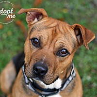 adopt a pet