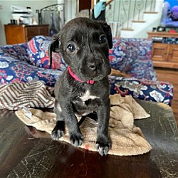 Photo of Whoopie: Funny Lady Litter