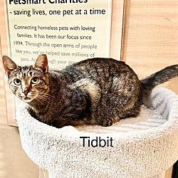 Thumbnail photo of Tidbit #4