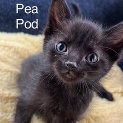 Photo of Pea Pod
