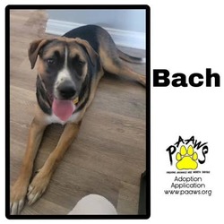 Photo of Bach