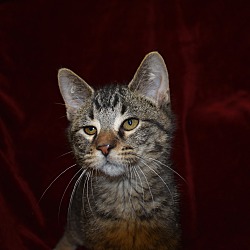 Searcy, Ar - Domestic Shorthair. Meet Toulouse A Pet For Adoption 