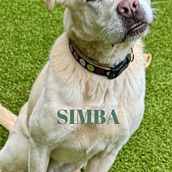 Thumbnail photo of Simba (MUST BE ADOPTED WITH BUBBA) #1