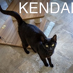 Thumbnail photo of Kendall (FCID# 05/09/2024 - 48 Trainer) C #1