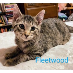 Thumbnail photo of Fleetwood #3