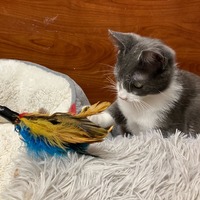 adopt a pet