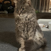 adopt a pet
