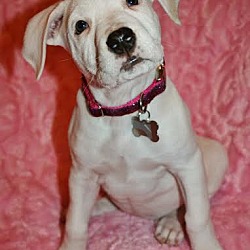 Thumbnail photo of Lizzy-Adopted! #2