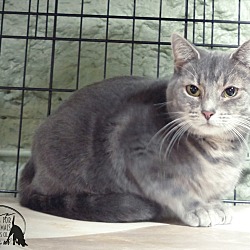 Thumbnail photo of Cherie--RESCUED! #1