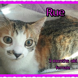 Thumbnail photo of Rue #3