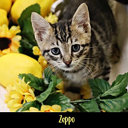 Thumbnail photo of Zeppo #1