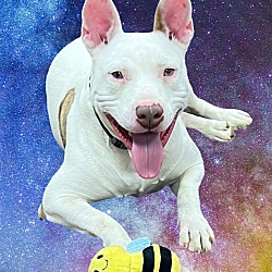 Photo of Toby