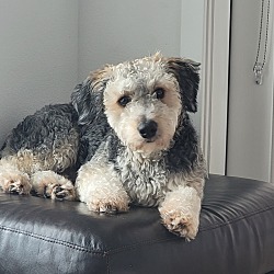 Photo of Scout